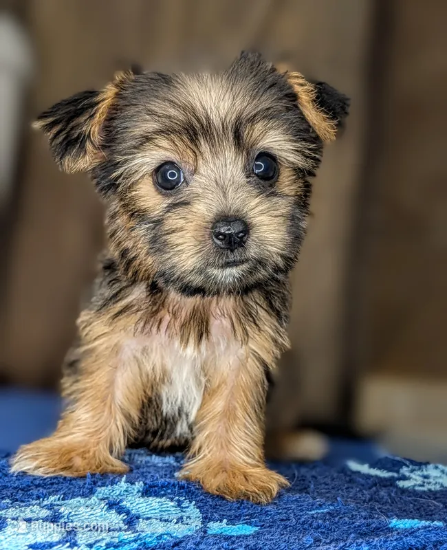 Sidney – Yorkshire Terrier, Morkie puppy for sale in Austin, TX