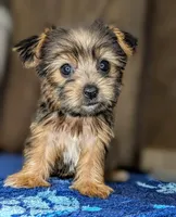 Sidney, a female Yorkshire Terrier and Morkie for sale in Austin, TX – 1 of 3