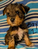 Snorkie (Moose), a male Miniature Schnauzer and Yorkshire Terrier for sale in Austin, TX – 2 of 3