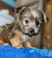 Sidney, a female Yorkshire Terrier and Morkie for sale in Austin, TX – 3 of 3