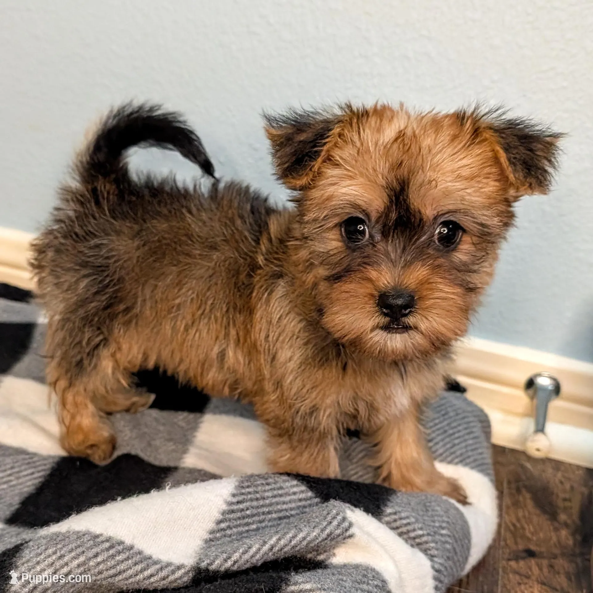 Foxy Roxy, a female Yorkshire Terrier and Morkie for sale in Austin, TX – Photo 2 of 4