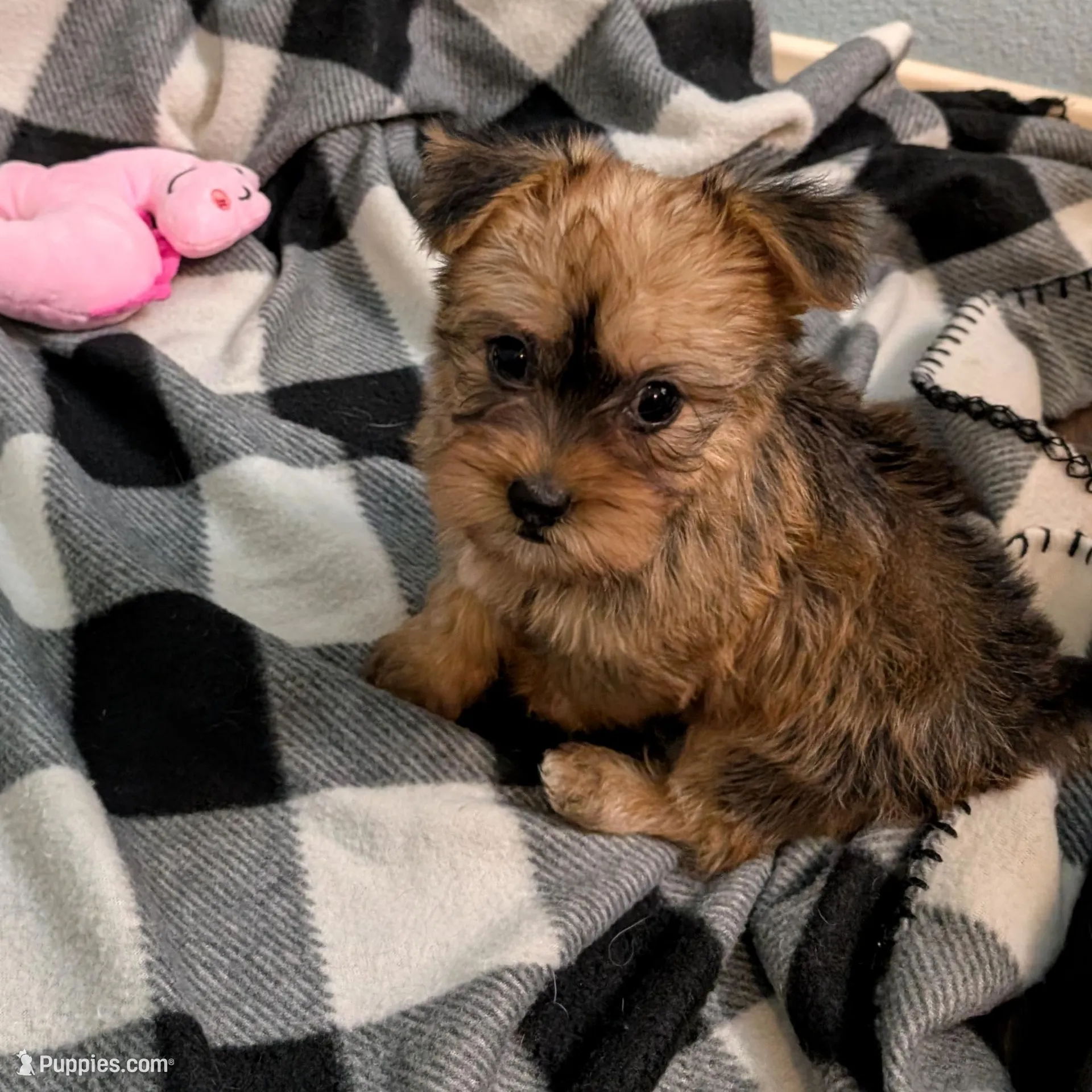 Foxy Roxy, a female Yorkshire Terrier and Morkie for sale in Austin, TX – Photo 4 of 4