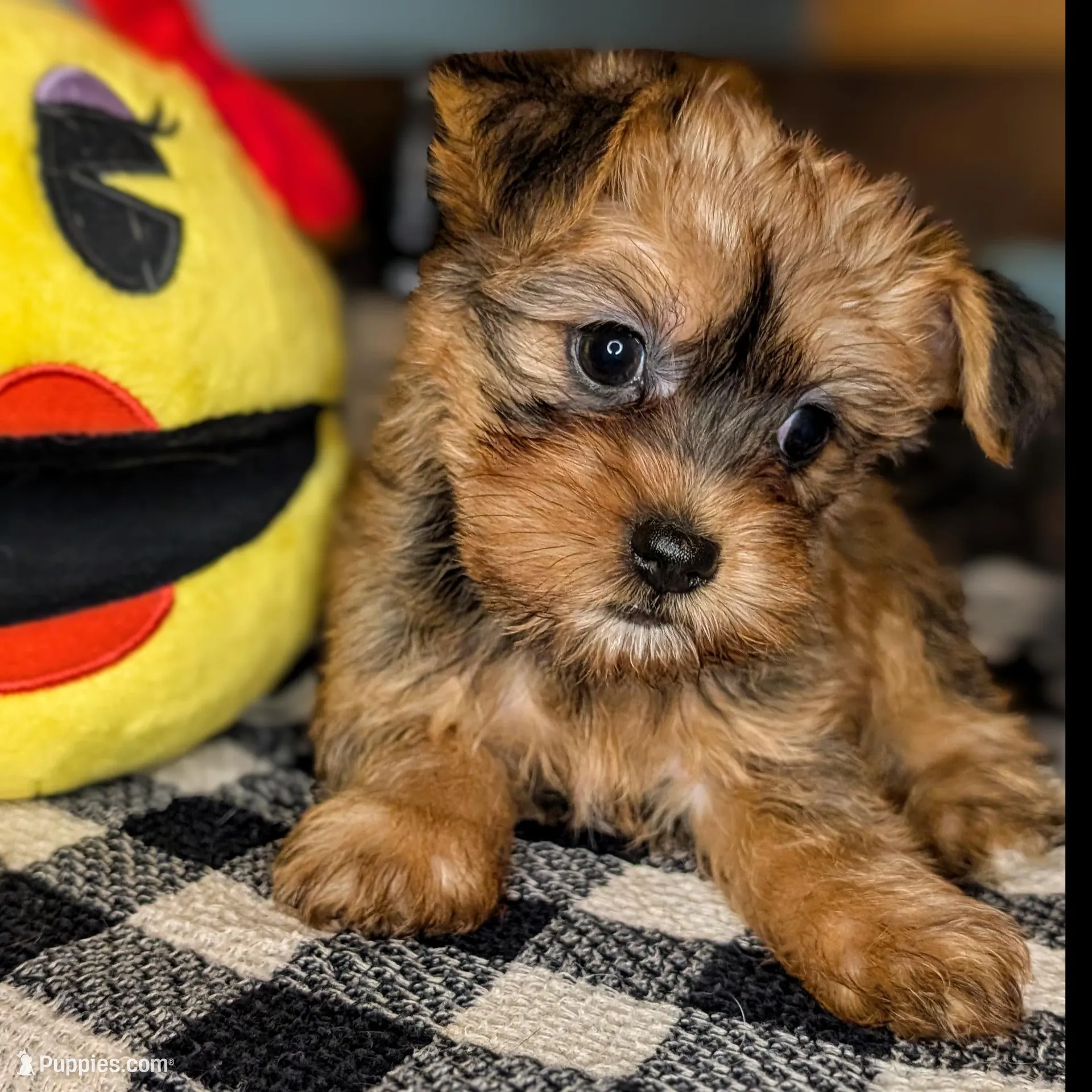 Foxy Roxy, a female Yorkshire Terrier and Morkie for sale in Austin, TX – Photo 3 of 4