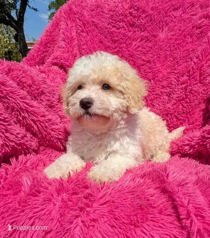 Lola – Maltipoo puppy for sale in Austin, TX