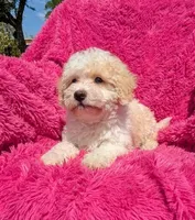Lola, a female Maltipoo for sale in Austin, TX – Photo 1 of 3