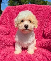 Lola, a female Maltipoo for sale in Austin, TX – Photo 2 of 3