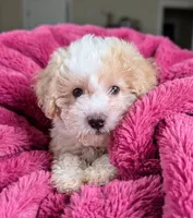 Lola, a female Maltipoo and Poodle - Miniature  for sale in Austin, TX – Photo 2 of 2