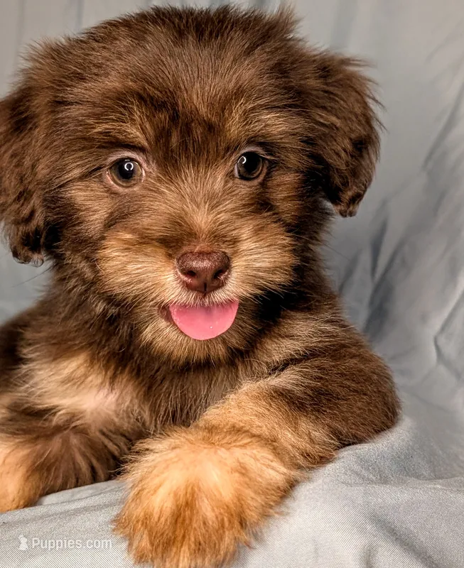 Benedict – Yorkipoo, Yorkshire Terrier puppy for sale in Austin, TX