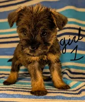 Snorkie (Ivy), a female Miniature Schnauzer and Yorkshire Terrier for sale in Austin, TX – 3 of 3