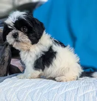 Nina, a female Shih Tzu for sale in Austin, TX – 2 of 2