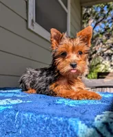 Honeybun, a female Yorkshire Terrier and Morkie for sale in Austin, TX – 2 of 2