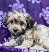 Perla, a female Yorkshire Terrier and Morkie for sale in Austin, TX – 2 of 2