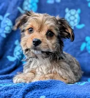 Presley, a male Yorkshire Terrier and Morkie for sale in Austin, TX – 2 of 3