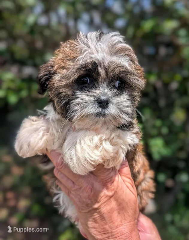Tilly – Shih Tzu puppy for sale in Austin, TX