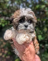 Tilly, a female Shih Tzu for sale in Austin, TX – 1 of 2