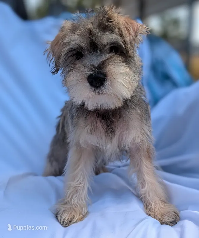 Mustache – Miniature Schnauzer, Schnoodle puppy for sale in Austin, TX