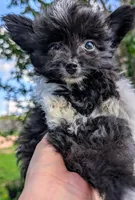 Buzz, a male Yorkshire Terrier and Mini Yorkshire Aussie for sale in Austin, TX – 2 of 2