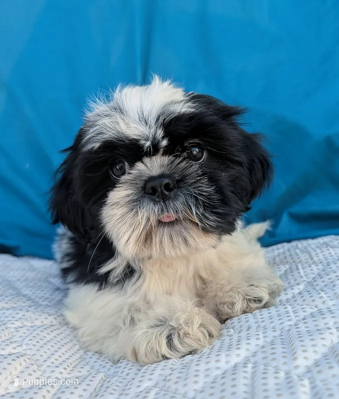 Nora – Shih Tzu puppy for sale in Austin, TX