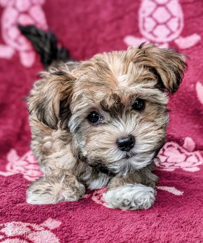 Princess – Yorkshire Terrier, Morkie puppy for sale in Austin, TX