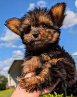 Woody, a male Yorkshire Terrier and Mini Yorkshire Aussie for sale in Austin, TX – 1 of 2