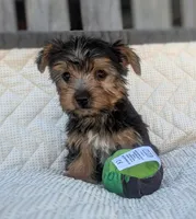 Cinnamon , a female Yorkshire Terrier and Morkie for sale in Austin, TX – 2 of 2