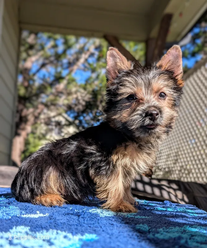 Fudge – Yorkshire Terrier, Morkie puppy for sale in Austin, TX