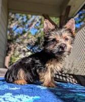 Fudge, a male Yorkshire Terrier and Morkie for sale in Austin, TX – 1 of 2