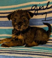 Snorkie (Ivy), a female Miniature Schnauzer and Yorkshire Terrier for sale in Austin, TX – 2 of 3