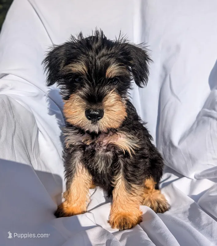 Snorkie (Sebastian) – Miniature Schnauzer, Yorkshire Terrier puppy for sale in Austin, TX