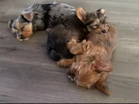 Suzy Q (merle), a female Yorkshire Terrier for sale in Austin, TX – 5 of 7