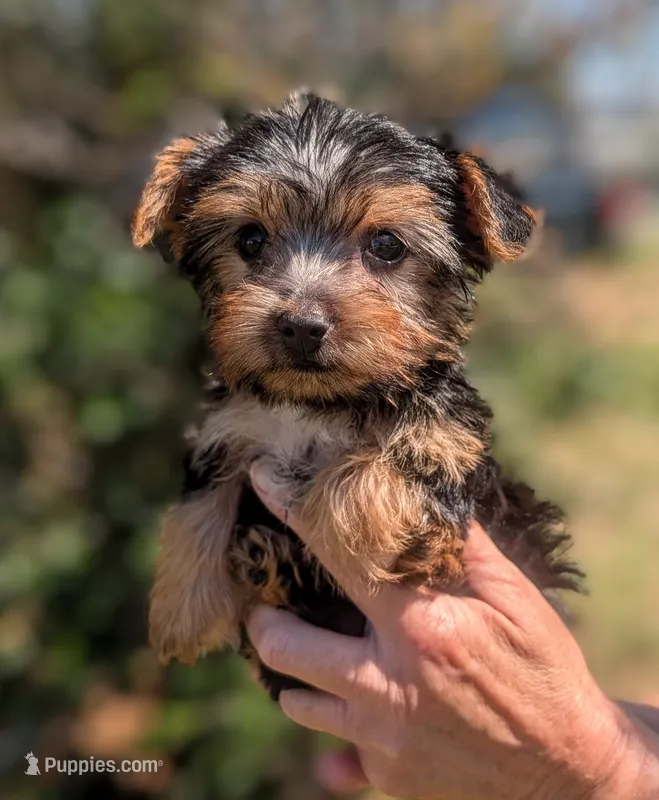 Cinnamon  – Yorkshire Terrier, Morkie puppy for sale in Austin, TX