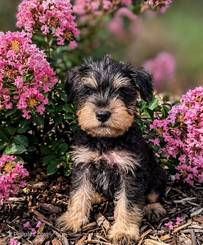 Snorkie (Sebastian) – Miniature Schnauzer, Yorkshire Terrier puppy for sale in Austin, TX