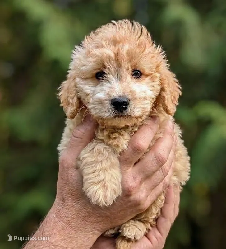 Duncan – Maltipoo puppy for sale in Austin, TX