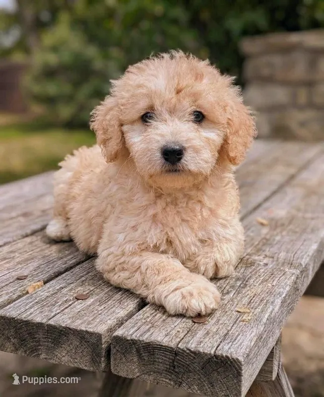 Duncan, a male Maltipoo for sale in Austin, TX – Photo 1 of 1