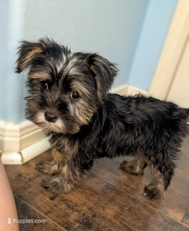 Delia – Yorkshire Terrier, Morkie puppy for sale in Austin, TX