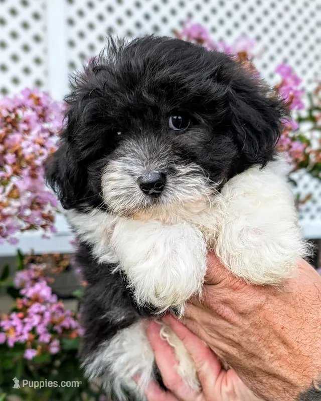 Blu – Maltipoo puppy for sale in Austin, TX