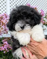 Blu, a male Maltipoo for sale in Austin, TX – 1 of 2