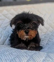 Nutmeg, a female Yorkshire Terrier and Morkie for sale in Austin, TX – 2 of 2