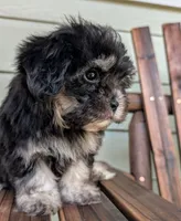 Betty Boop, a female Shihpoo and Shih Tzu for sale in Austin, TX – 2 of 3