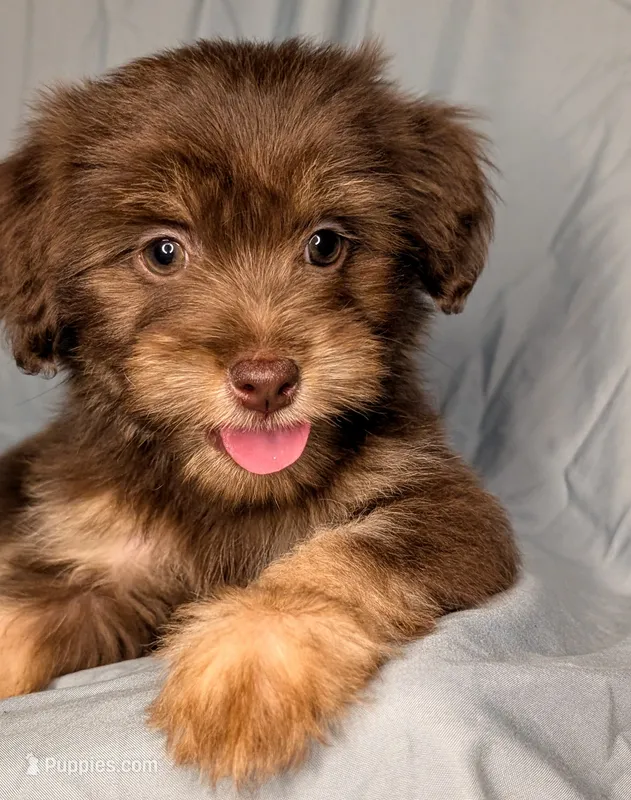 Benedict – Yorkipoo, Yorkshire Terrier puppy for sale in Austin, TX