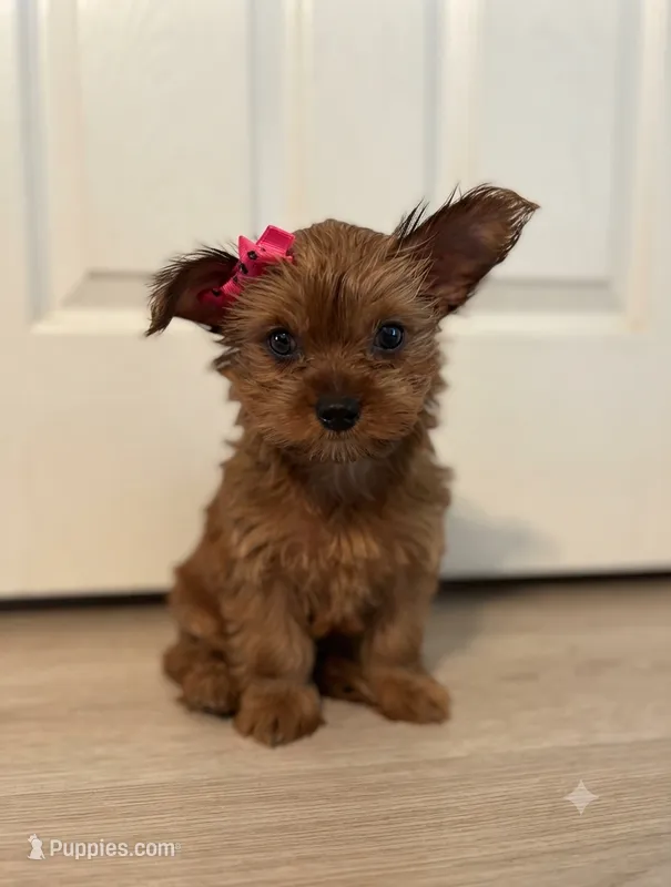 Russet (golden sable) – Yorkshire Terrier puppy for sale in Austin, TX