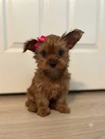 Russet (golden sable), a female Yorkshire Terrier for sale in Austin, TX – 1 of 5