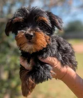 Nutmeg, a female Yorkshire Terrier and Morkie for sale in Austin, TX – 1 of 2
