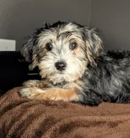 Pugsley (Snorkie) , a male Miniature Schnauzer and Yorkshire Terrier for sale in Austin, TX – 2 of 3