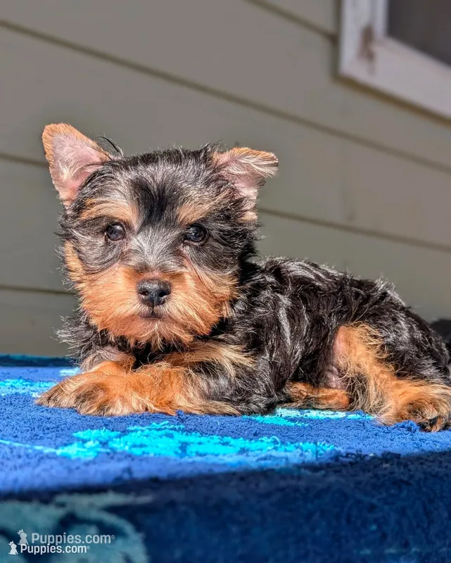 Biscuit  – Yorkshire Terrier, Morkie puppy for sale in Austin, TX