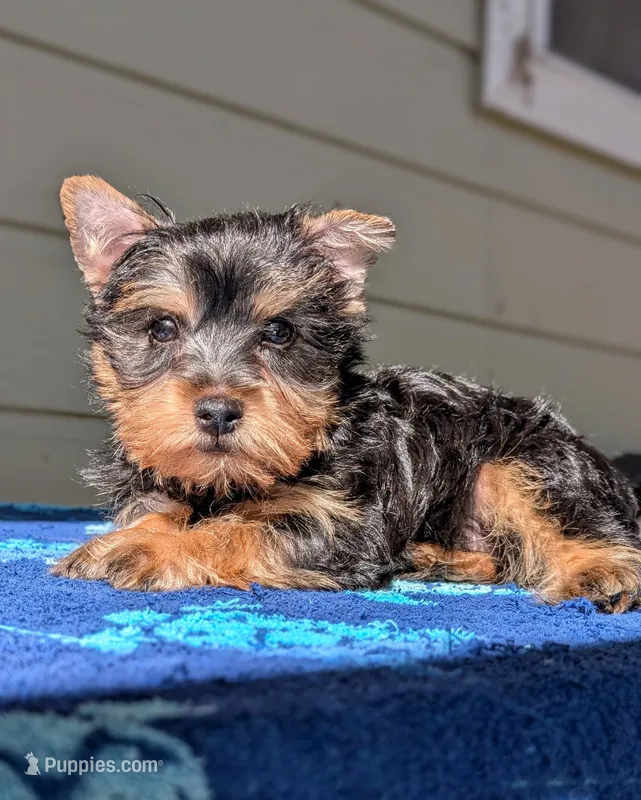 Biscuit  – Yorkshire Terrier, Morkie puppy for sale in Austin, TX