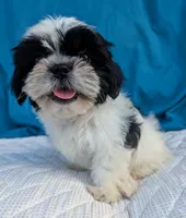 Nina, a female Shih Tzu for sale in Austin, TX – 1 of 2