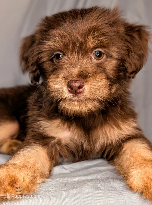 Benedict – Yorkipoo, Yorkshire Terrier puppy for sale in Austin, TX