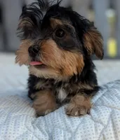 Churro, a male Yorkshire Terrier and Morkie for sale in Austin, TX – 2 of 2