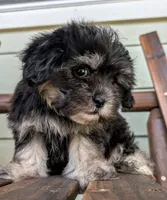 Betty Boop, a female Shihpoo and Shih Tzu for sale in Austin, TX – 3 of 3